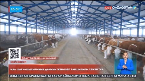 Еліміздегі мал азығының тапшылығы ауыл шаруашылығының дамуын тежеп тұр