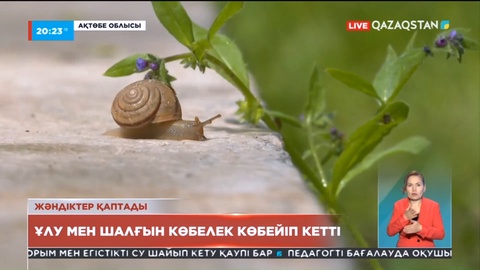 Ақтөбе көшелерінде қара ұлу қаптап кетті