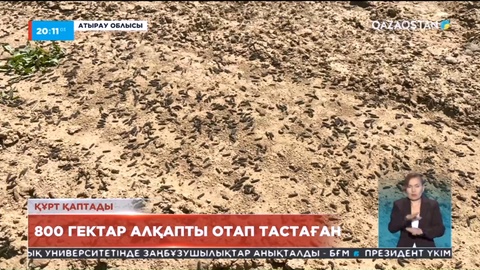 Атырау облысындағы Қызылқоға ауданында «жусан жемірі» құрты жайылымды жайпап барады