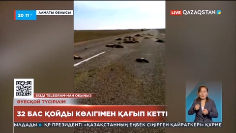 Алматыда жол талғамайтын көлік 32 бас қойды қағып кетті