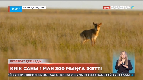 Еліміз бойынша киік саны 1 млн 300 мыңға жетті