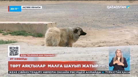 Ақтөбеде жарты жылда 100-ден астам қой-ешкіні бұралқы ит талап өлтірген