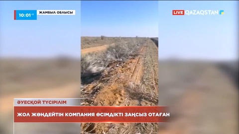 Жамбыл облысында сексеуіл ағаштарын заңсыз отаған компания анықталды