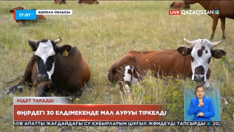 Ақмола облысындағы 30 елді мекенде мал ауруы тіркелді