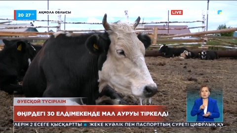 Ақмола облысындағы 30 елдімекенде бір жарым мыңнан астам ірі қара ауру жұқтырды