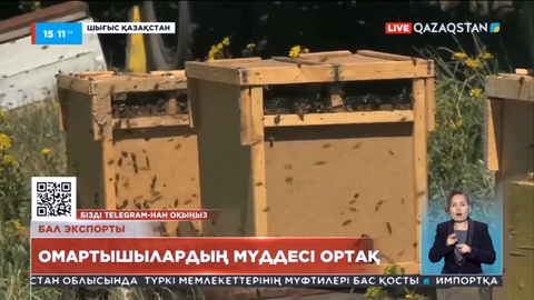 Шығыстағы омарташылар өндірістік кооперативке бірігіп жатыр