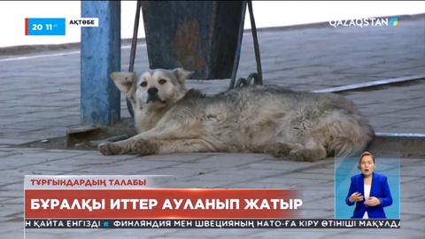Ақтөбеде бұралқы иттер ауланып жатыр