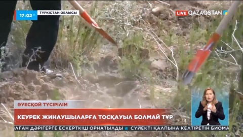Шымкентте кеурек өсімдігін жинаушыларға тосқауыл болмай тұр