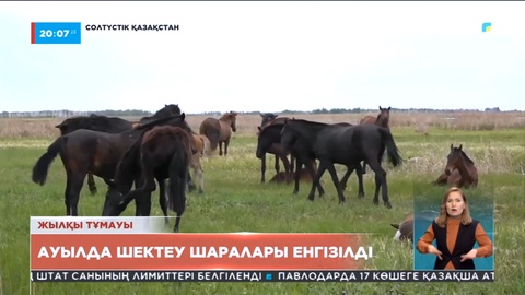 СҚО-ның Есіл ауданында жылқы тұмауы тіркелді