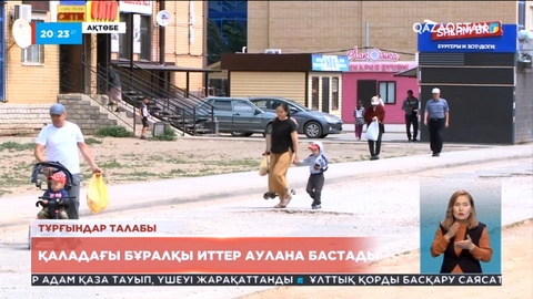 Ақтөбеде бұралқы иттер аулана бастады