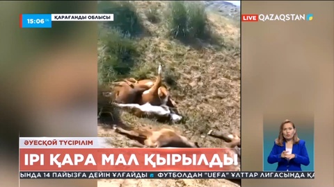 Қарағандыда белгісіз індеттен ірі қара қырылып қалды