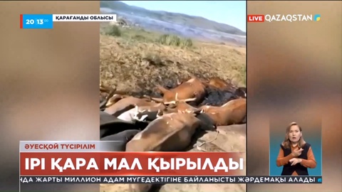 Қарағанды облысы: Белгісіз індеттен ірі қара мал қырылды