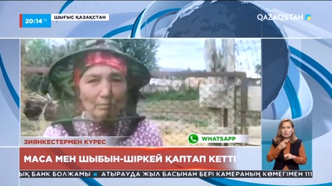 Зиянкестермен күрес: ШҚО-да маса мен шыбын-шіркей қаптап кеткен