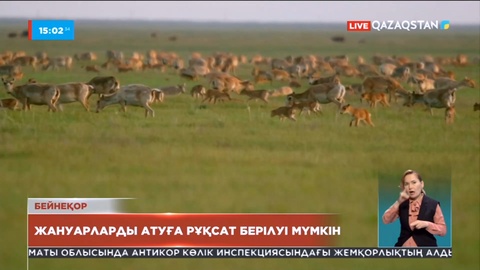 Киіктерді атуға рұқсат берілуі мүмкін