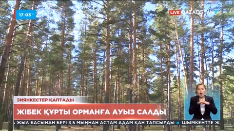 Павлодар облысында Ертіс жағасындағы тоғайлы алқапты жібек құрты жеп жатыр