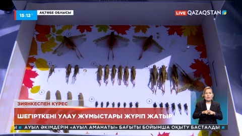 Ақтөбеде шегірткені улау жұмыстары жүріп жатыр