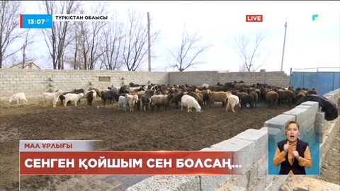 Түркістанда жалдамалы қойшы 16 млн теңгенің малын сатып жіберген