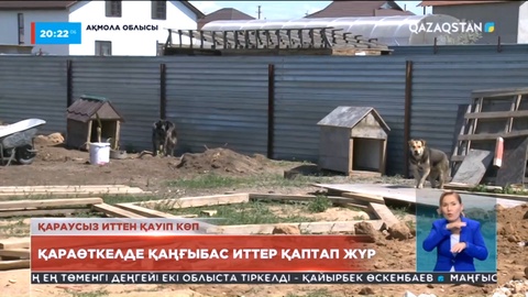 Елорда іргесіндегі Қараөткел ауылында қаңғыбас иттер қаптап жүр