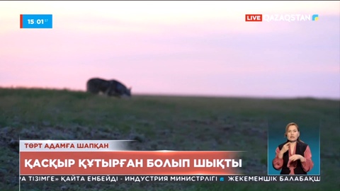 Батыс Қазақстанда 4 адамға шапқан қасқыр құтырған болып шықты