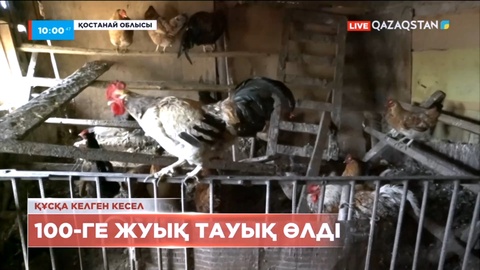 Ресеймен шекаралас ауылда 100-ге жуық тауық қырылып қалды
