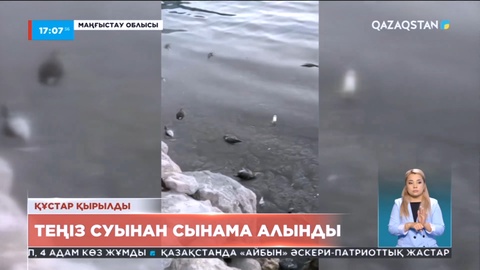 Маңғыстау облысында құстар қырылды