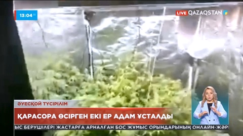 Бас қалада қарасора өсірген ер адамдар ұсталды