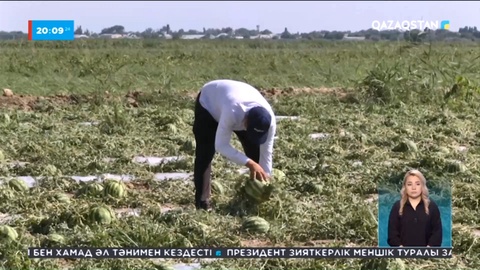 Түркістан облысы: Бұршақ жаңбыр егістікті тып-типыл етті