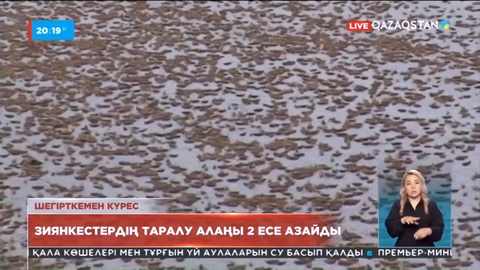Соңғы 4 жылда елімізде шегірткенің таралу аймағы 2 есе азайды