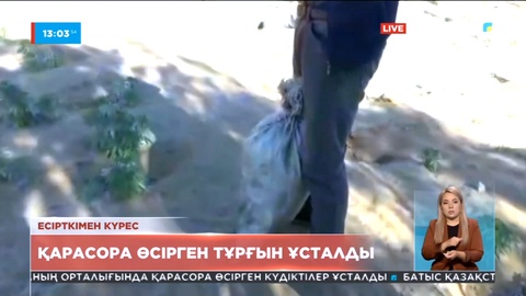 Қызылордада қарасора өсірген тұрғын ұсталды