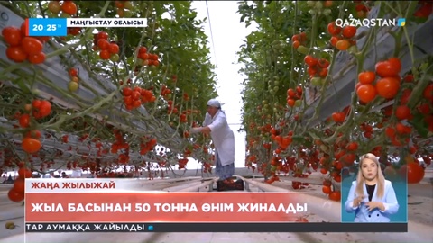 Маңғыстау облысындағы ең үлкен жылыжайда 50 тонна өнім жиналды