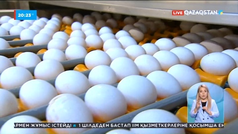 Елімізде жұмыртқа өндірушілерді қолдау артады