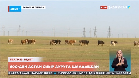 Павлодар облысы: 600-ден астам сиыр ауруға шалдыққан