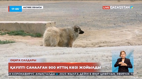 Ақтөбеде қауіпті саналған 900 иттің көзі жойылды