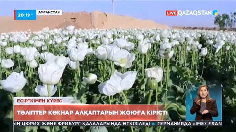 Ауғанстанда тәліптер көкнар алқаптарын жоюға кірісті