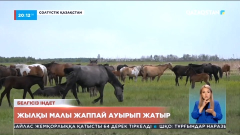 Солтүстік Қазақстанда жылқылар белгісіз індетке шалдықты