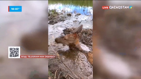 Бурабайда батпаққа батқан бұғы құтқарылды