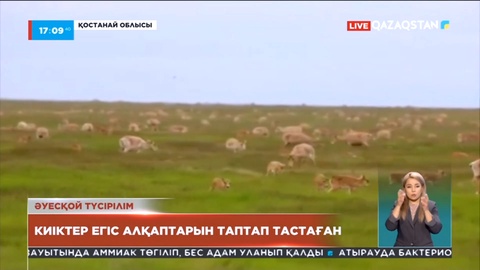 Қостанай облысында  киіктер егіс алқаптарын таптап тастады