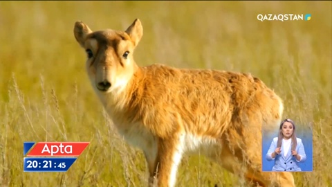 БҚО-да шаруалар киіктің кесірінен шығынға батқалы тұрмыз деп шырылдап жатыр