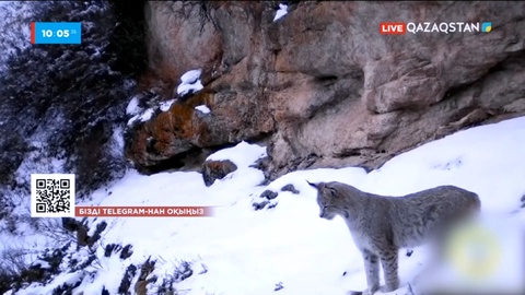 Алматы қорығында сілеусін бейнекамераға түсіп қалды