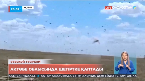 Ақтөбе облысында шегіртке қаптады