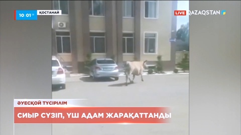 Қостанайда қаланы кезген сиыр үш адамды жарақаттады