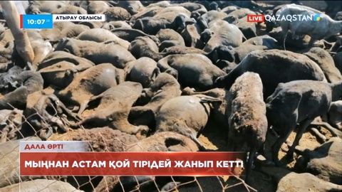 Атырау облысында мыңнан астам қой тірідей жанып кетті
