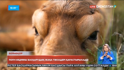 Киіктерді қорғау: Популяцияны басқарудың жаңа тәсілдері қарастырылады