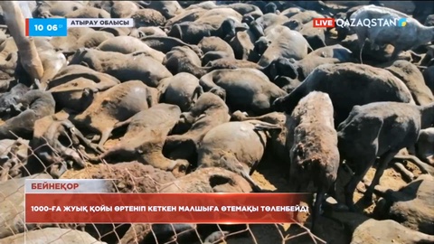 Атырау облысында өрттен қойы қырылған малшыға өтемақы төленбейді
