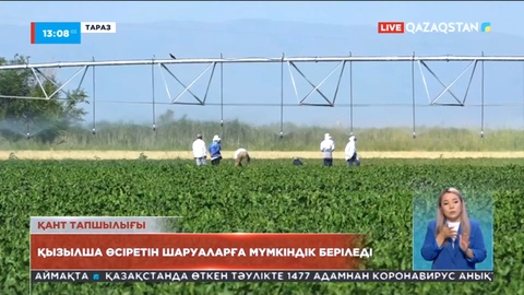 Жамбыл облысында қызылша өсіретін шаруаларға мүмкіндік беріледі