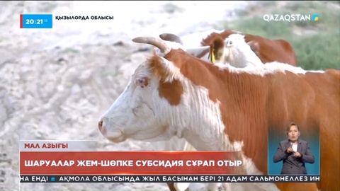 Қызылорда облысындағы шаруалар жем-шөпке субсидия сұрап отыр