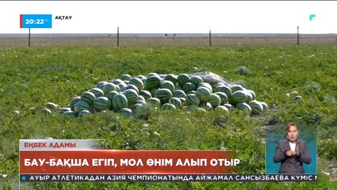 Маңғыстаулық шаруалар бау-бақша егіп мол өнім алып отыр