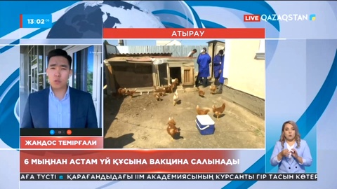 Атырауда 6 мыңнан астам үй құсына вакцина салынады