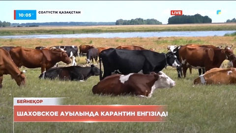 Солтүстік Қазақстан облысының Шаховское ауылында бруцеллезге байланысты карантин енгізілді