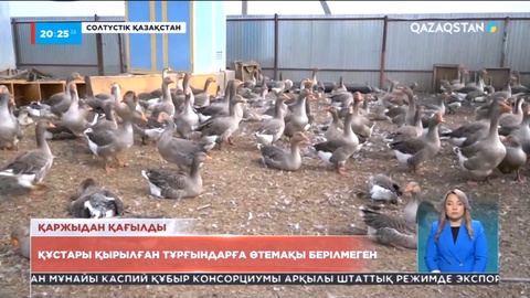 СҚО: Тұрғындар былтыр қырылып қалған қаз-үйрегі үшін өтемақы ала алмай жүр